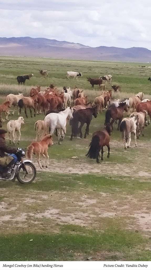 International Writers Retreat in Mongolia 17 Mongol Cowboy (on bike) herding horses. Picture credit: Vandita Dubey